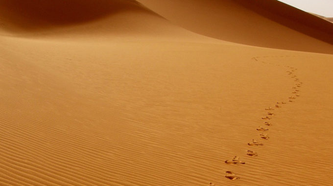 Beloved Bewildered Desert
